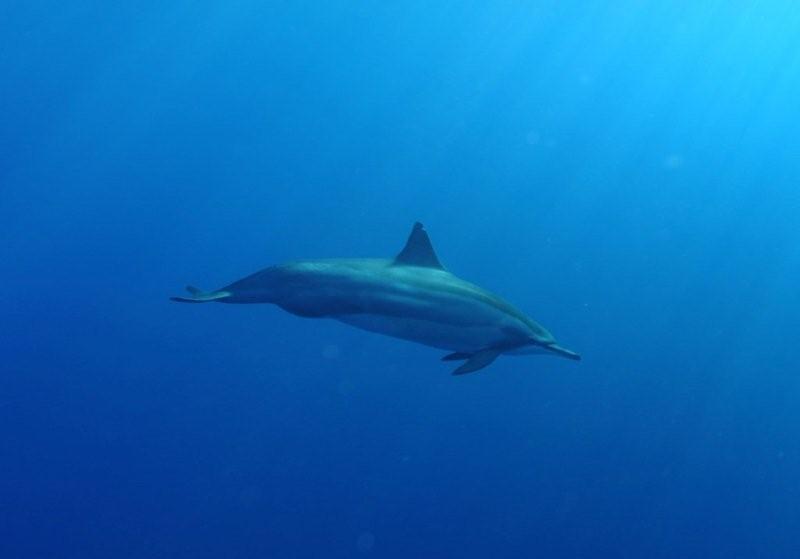 dolphin pregnant